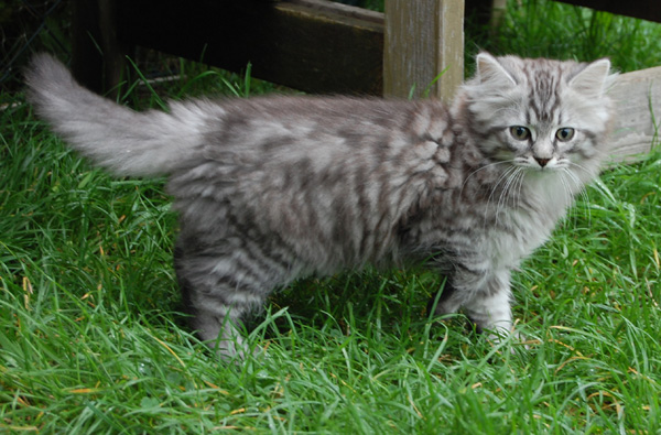 Veith im Freigehege.jpg